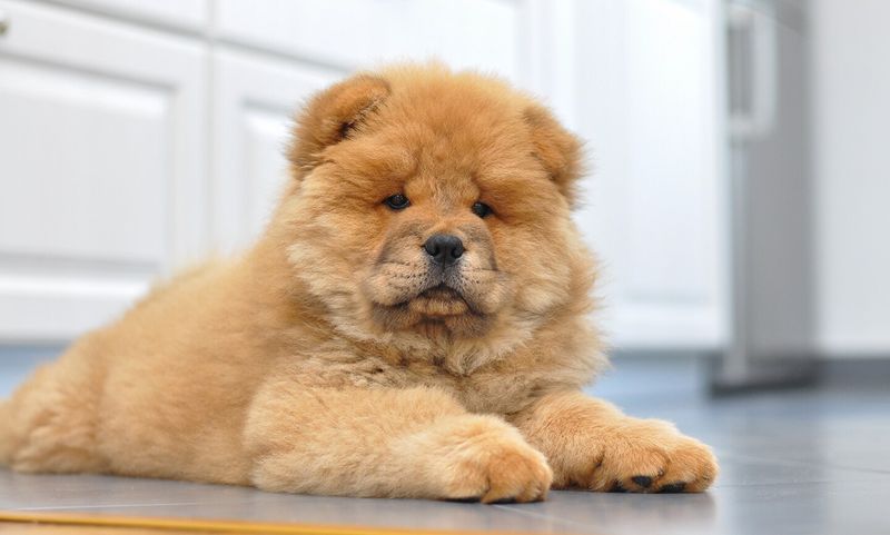 Chow Chow