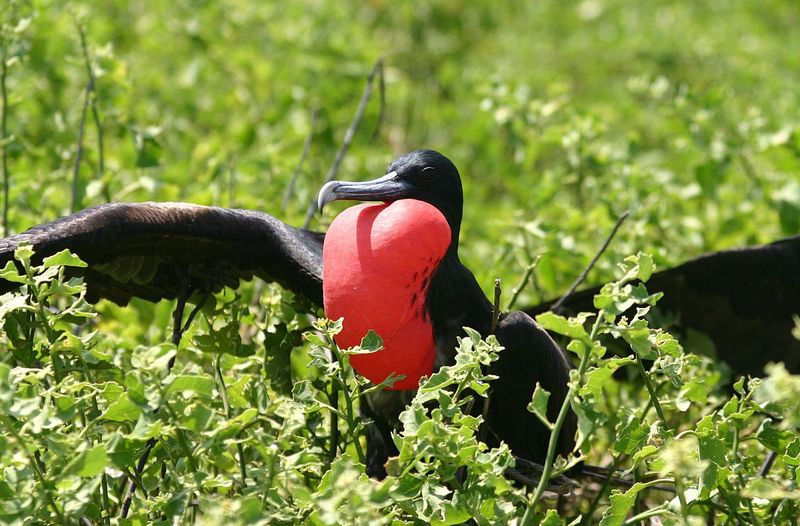 Christmas Island Frigatebird