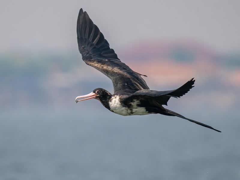 Christmas Island Frigatebird