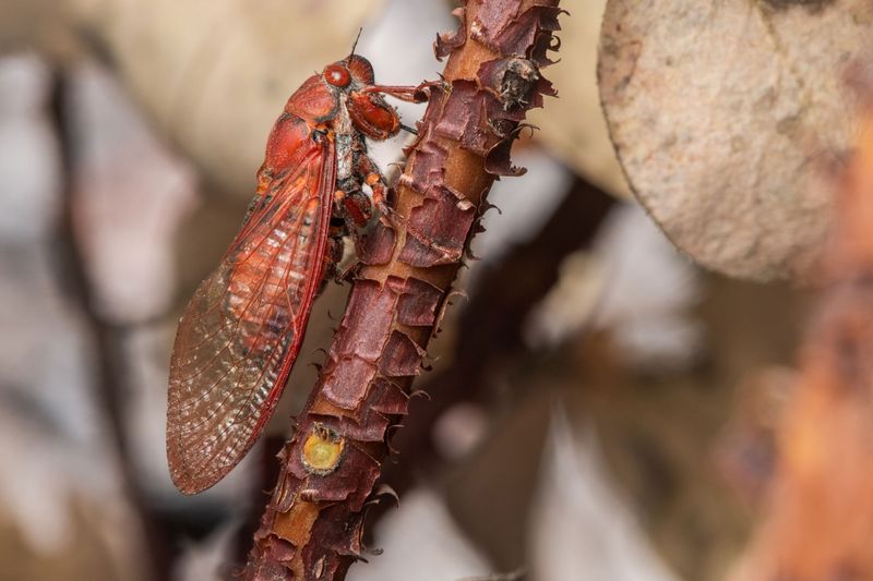 Cicada