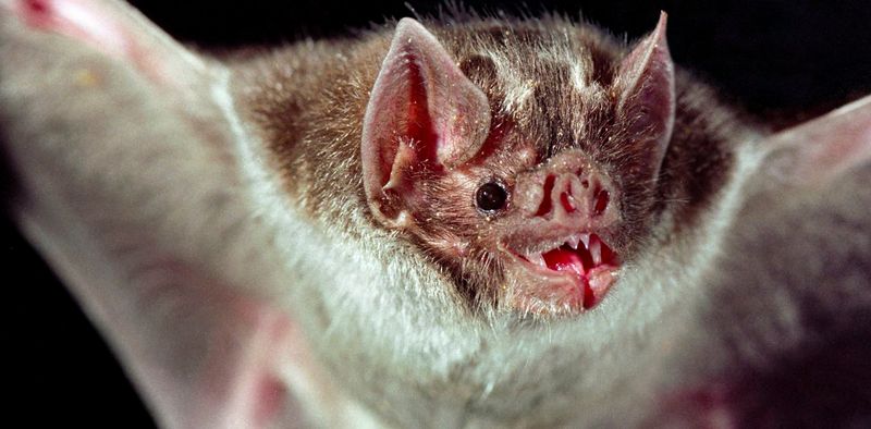 Vampire Bat