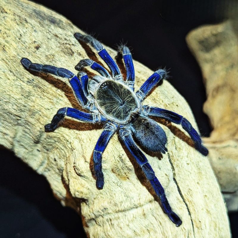 Cobalt Blue Tarantula