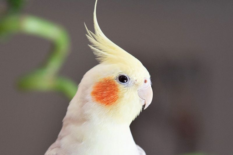 Cockatiel