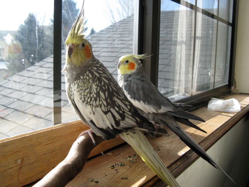 Cockatiel