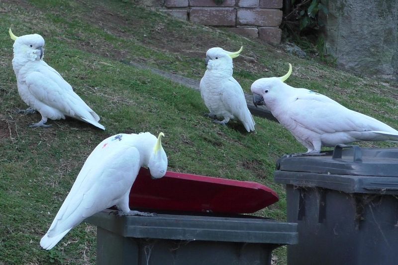 Cockatoo