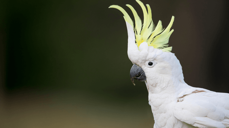 Cockatoo