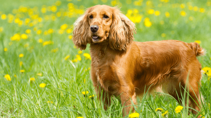 Cocker Spaniel