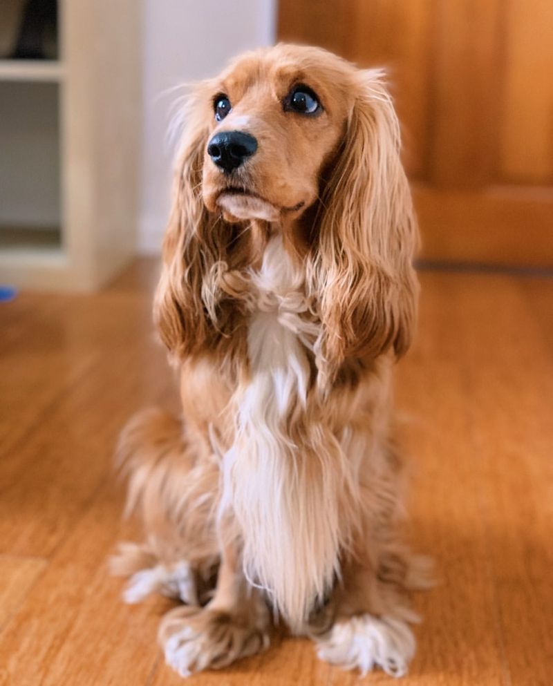 Cocker Spaniel