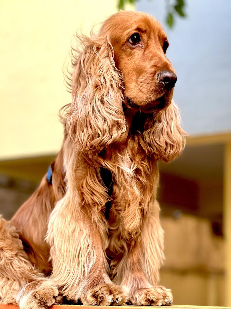 Cocker Spaniel