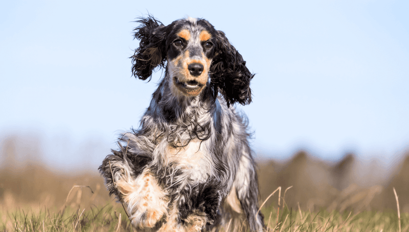 Cocker Spaniel