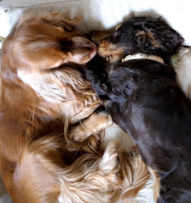 Cocker Spaniel