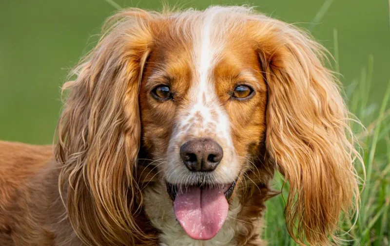 Cocker Spaniel