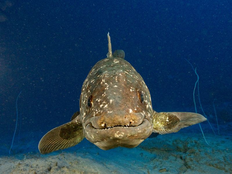 Coelacanth