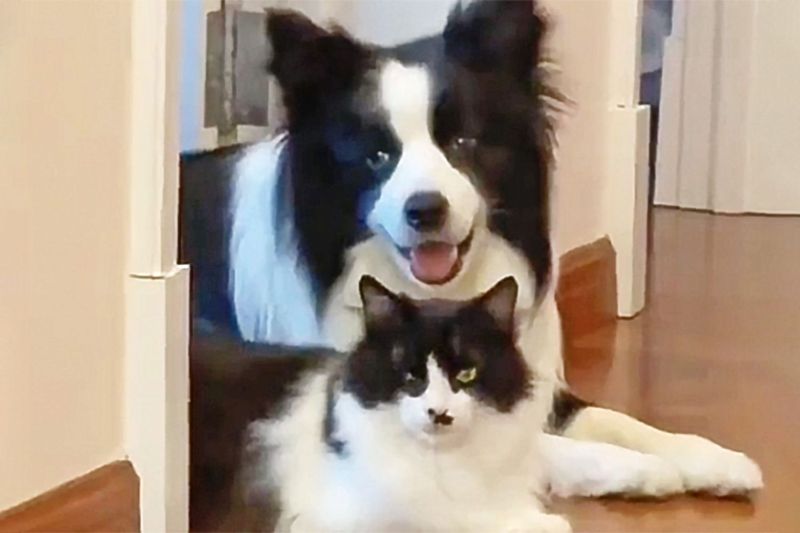 Collie