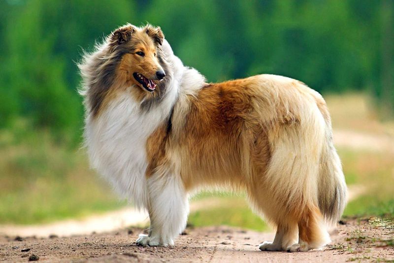 Collie