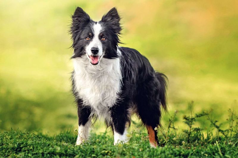 Collie