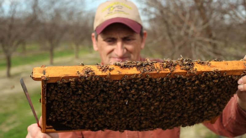 Colony Collapse Mystery