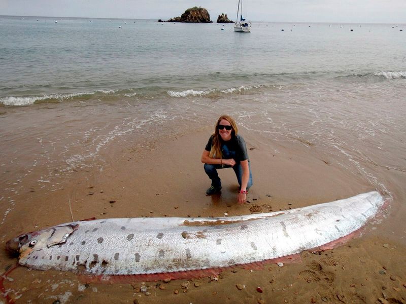 Colossal Oarfish