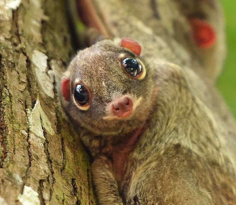 Colugo