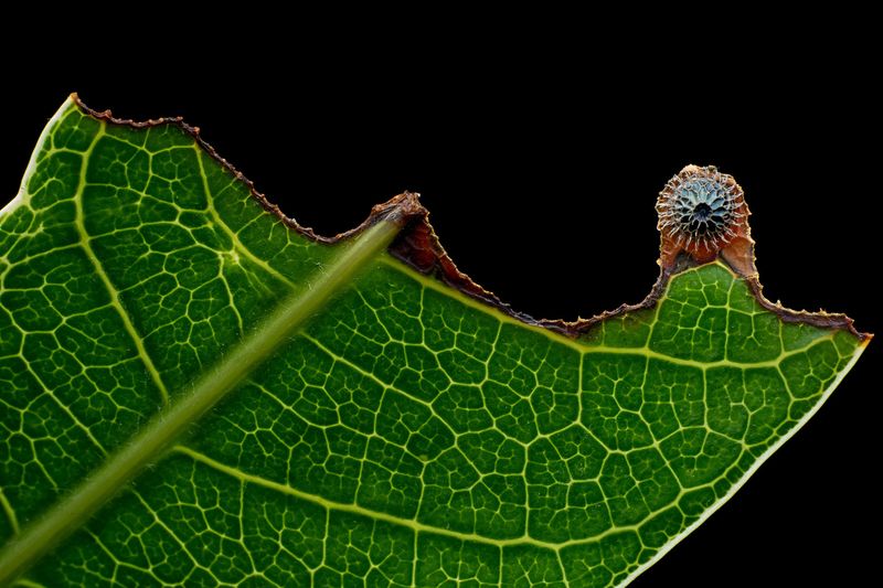 Common Baron Caterpillar