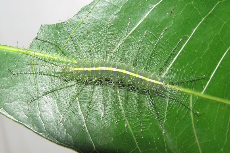 Common Baron Caterpillar