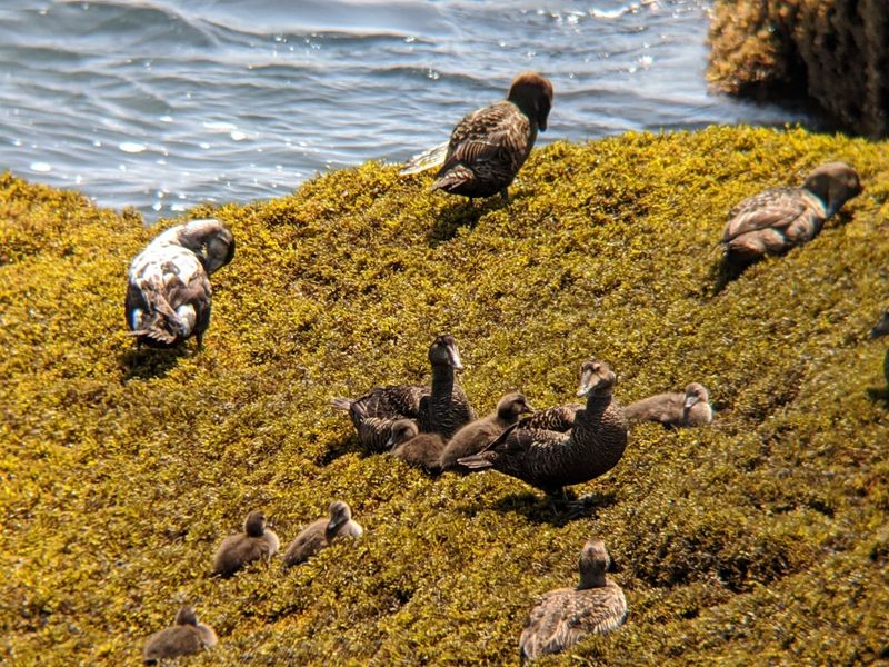 Common Eider Ducklings