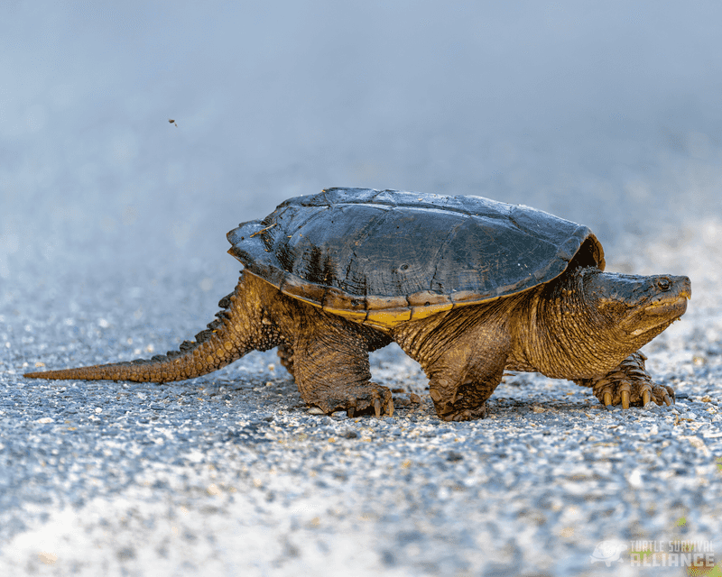 Common Snapping Turtle