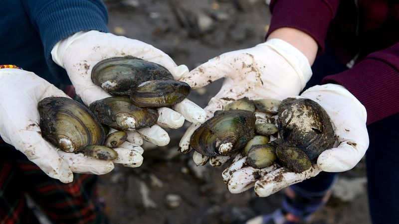 Connecticut River Mussel