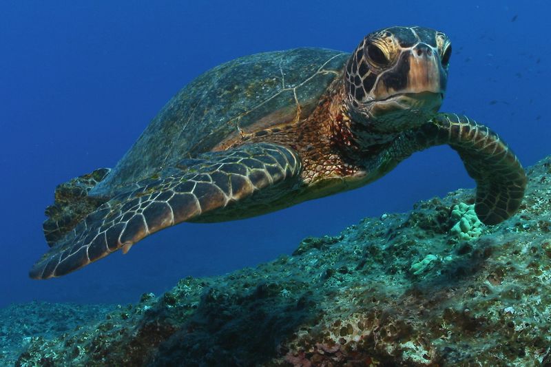 Conservation Icons