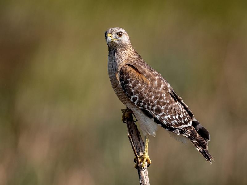 15 Essential Hawk Identification Tips For Birders Exploring Animals