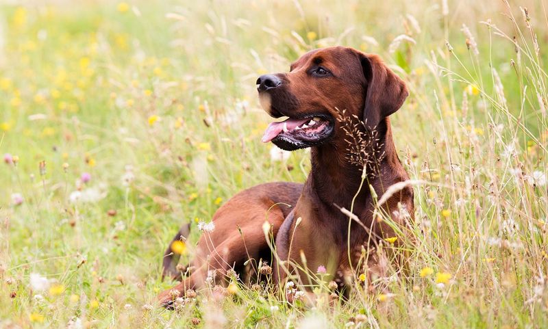 Coonhound