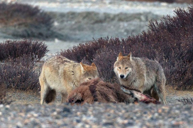 Cooperative Hunting Strategies