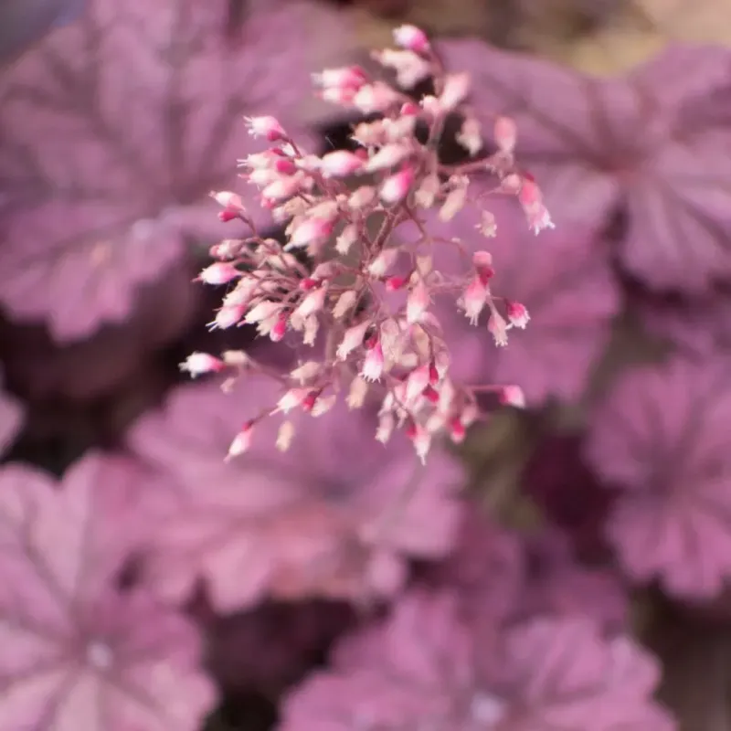 Coral Bells