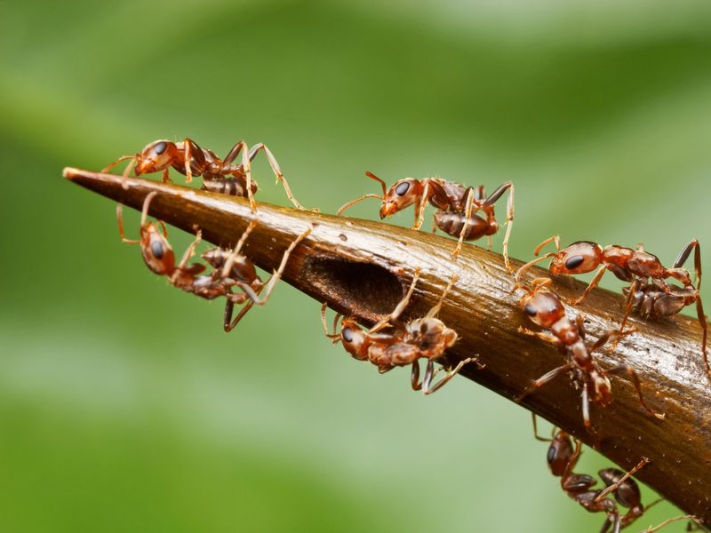 Ant-Acacia