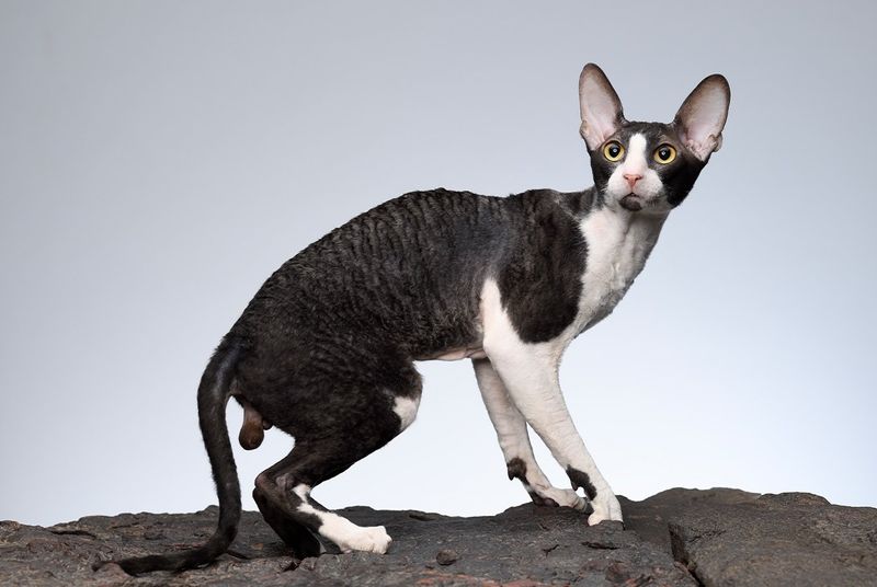 Cornish Rex