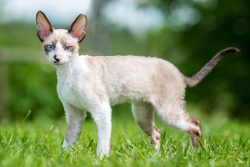 Cornish Rex