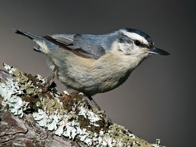 Corsican Nuthatch