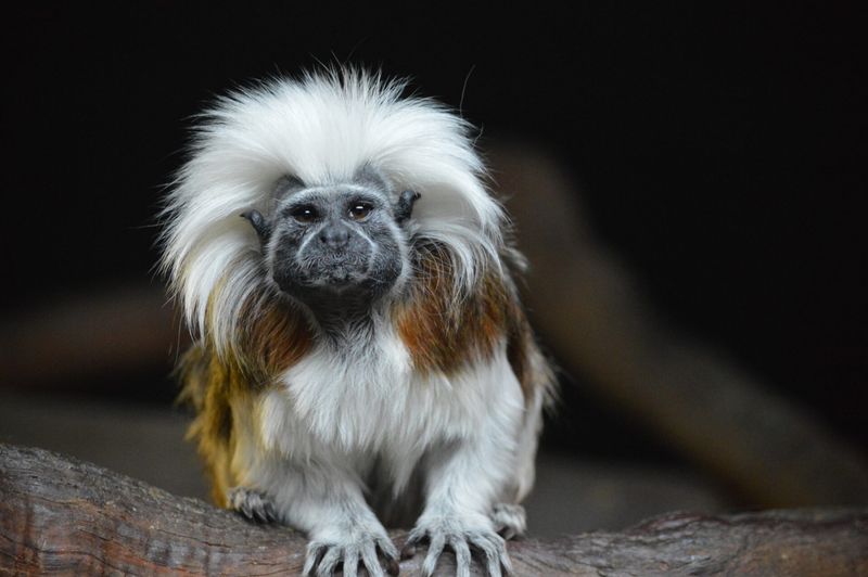 Cotton-top Tamarin