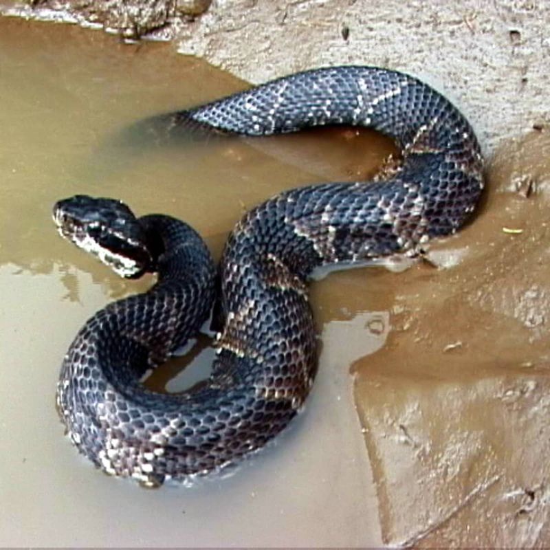 Cottonmouth (Water Moccasin)