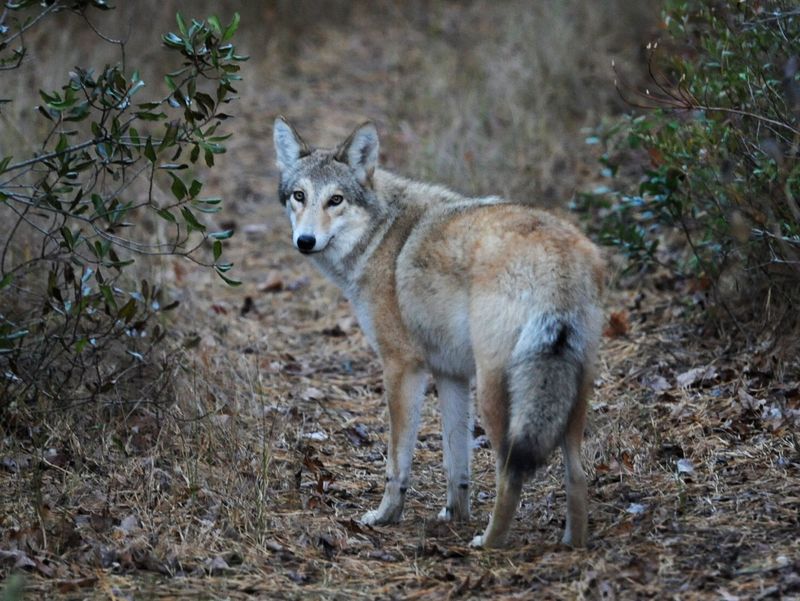 Coyote
