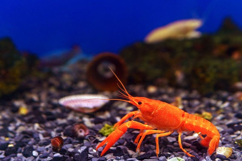 Crayfish (non-dwarf)