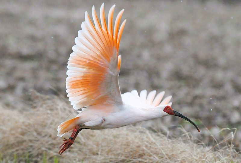 Crested Ibis