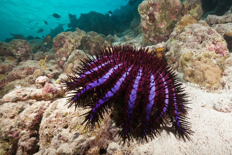 Crown-of-Thorns Starfish