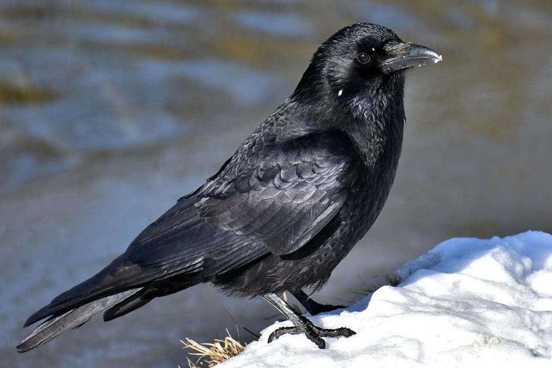 Crows Are Adaptable