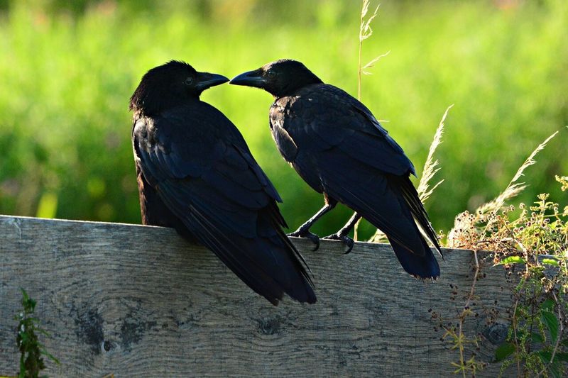 Crows Are Loyal Companions