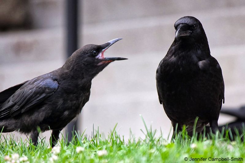 Crows Can Be Playful