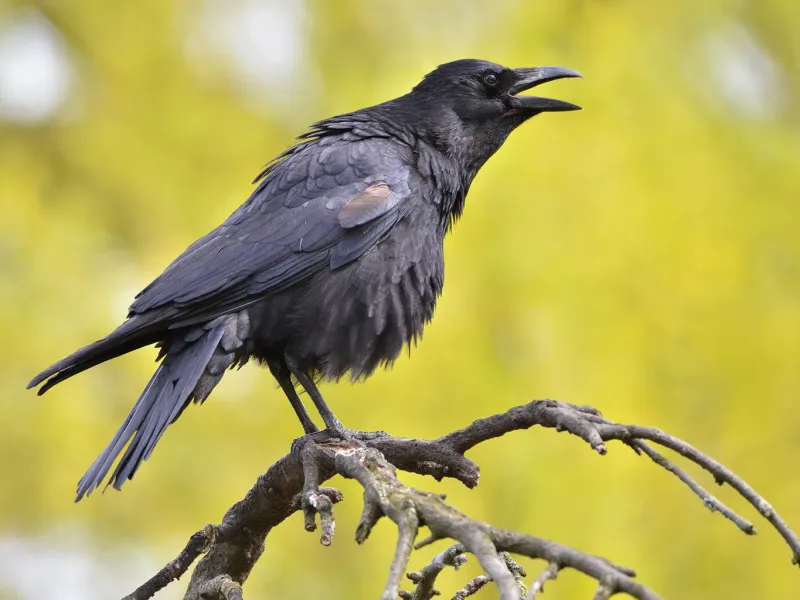 Crows Can Mimic Human Speech