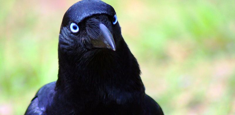 Crows Can Recognize Faces