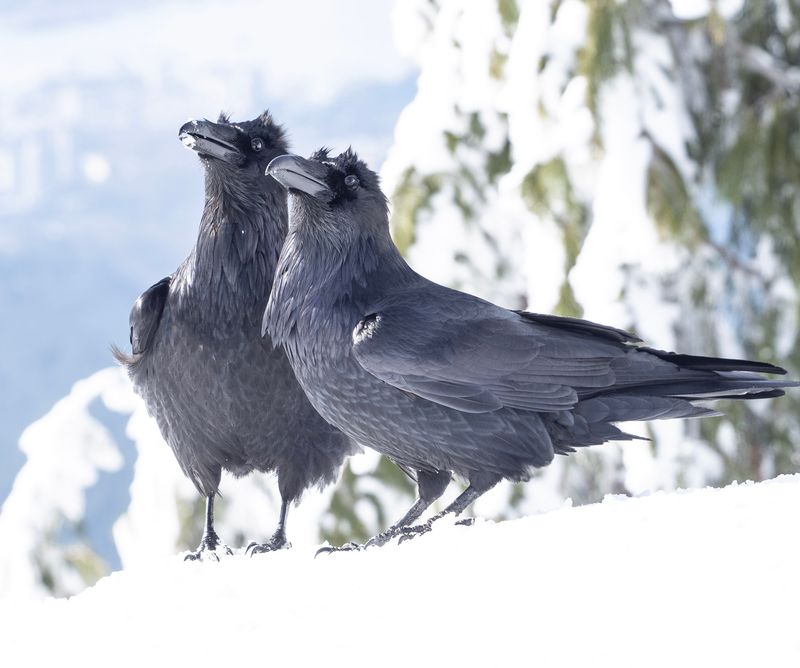 Crows Communicate in Complex Ways