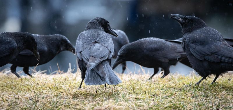 Crows Form Tight-Knit Families